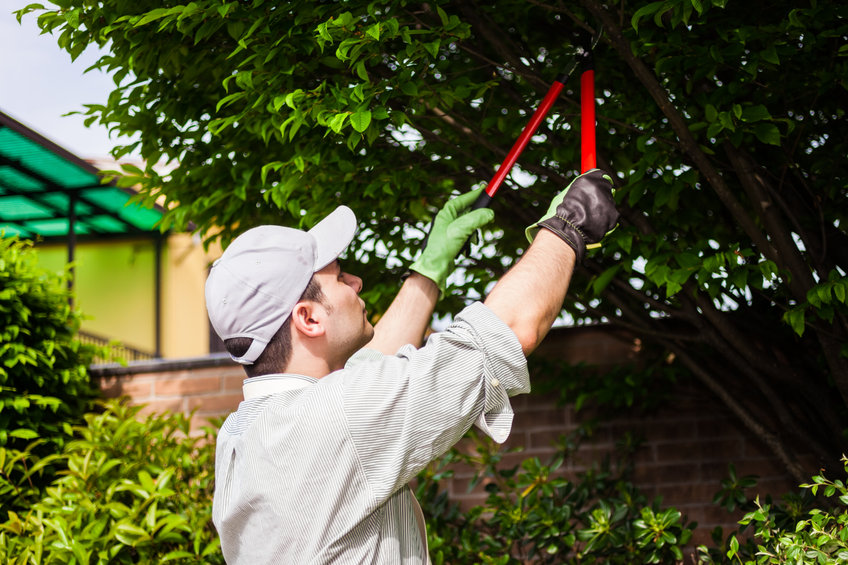 Fruit Tree Pruning Essex