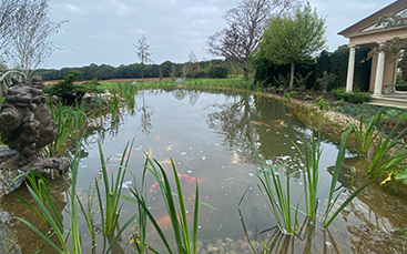 pond maintenance