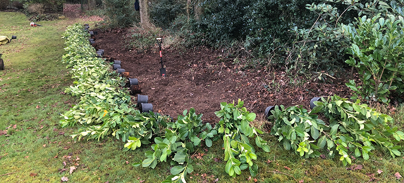 hedge planting company essex