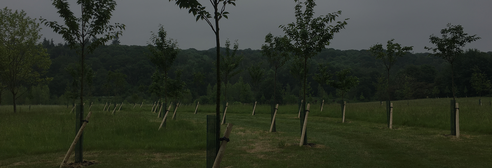 Hedging plants Essex