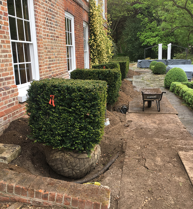 hedging plant suppliers Essex
