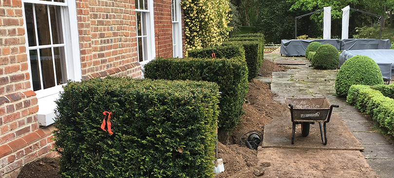 hedging plant suppliers Essex