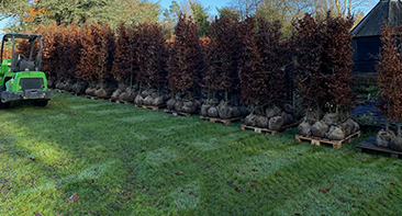 Leylandii tree planting Essex