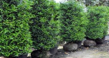 Laurel tree planting in Essex