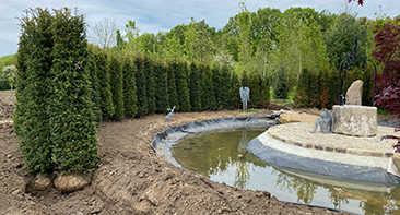 yew tree planted in Essex